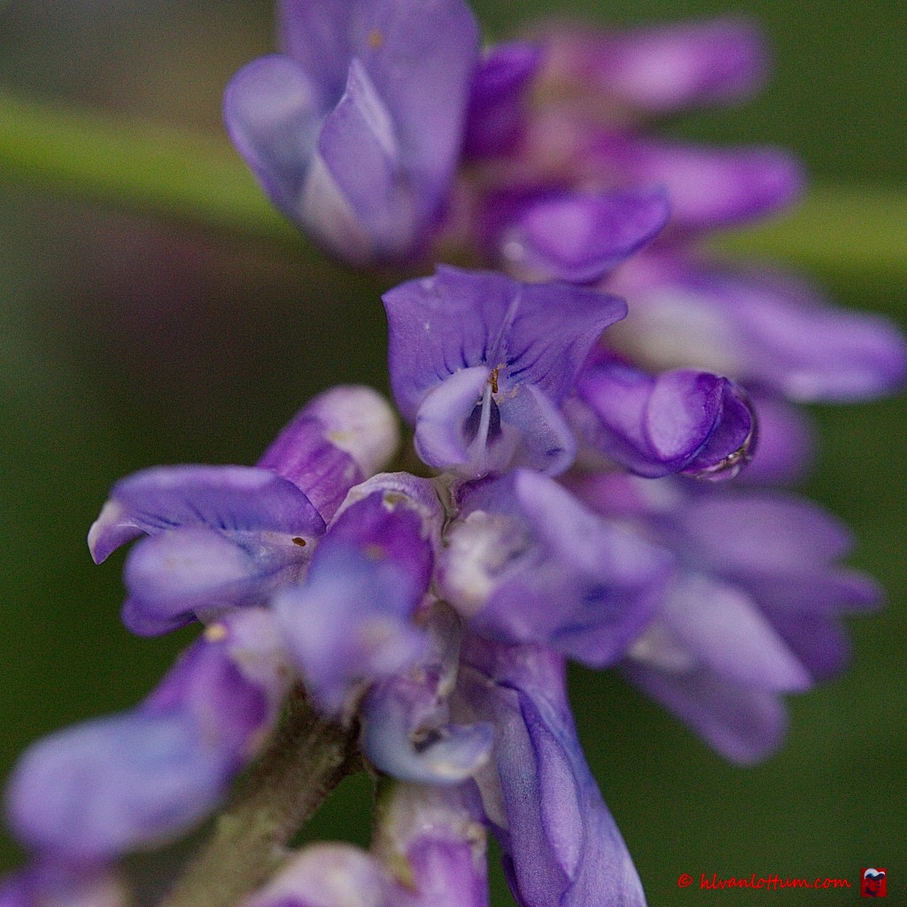 Vogelwikke - vicia cracca