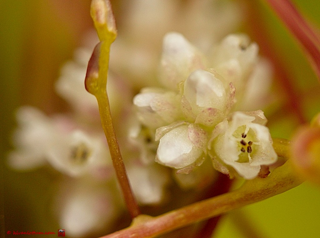 Groot warkruid - cuscuta europaea