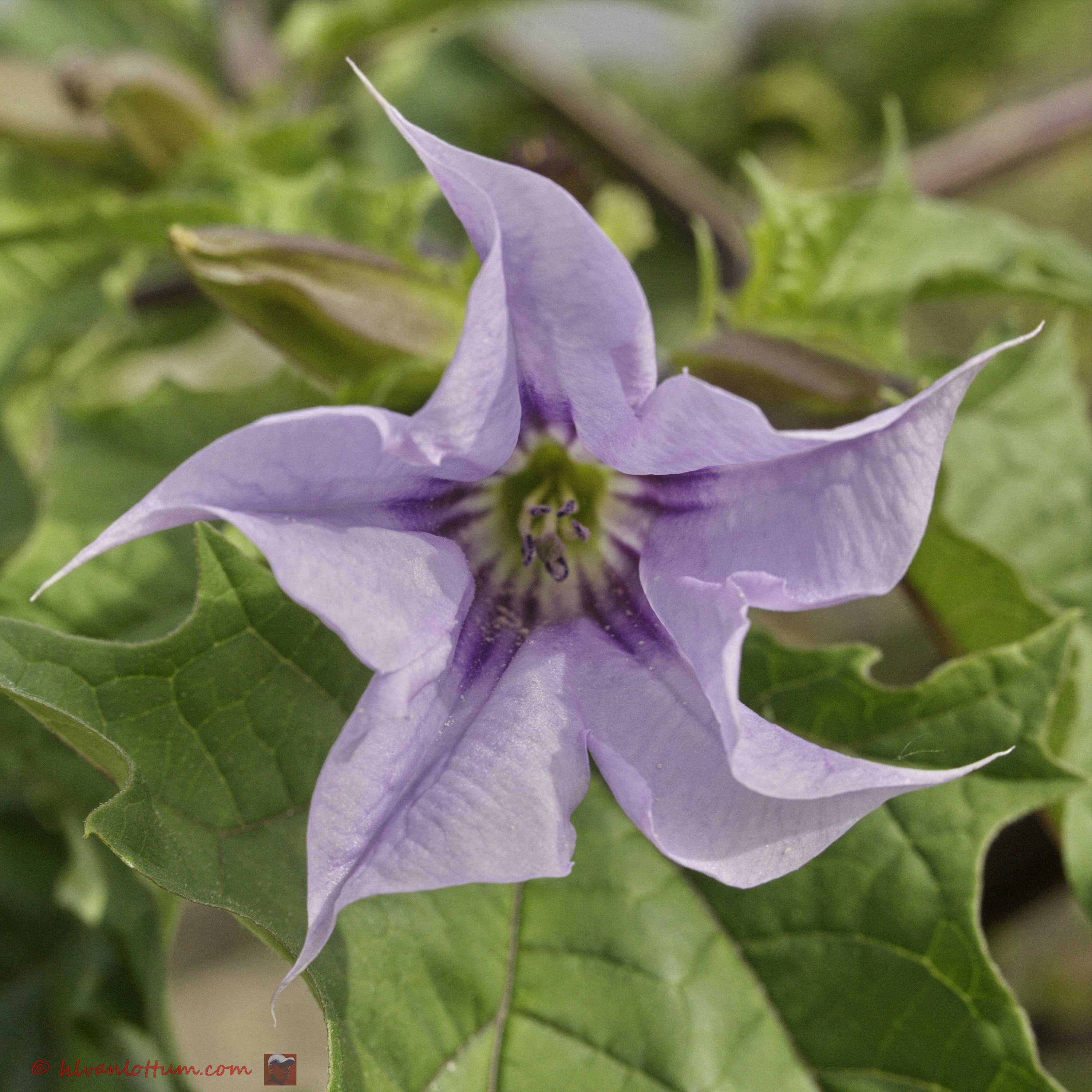 Doornappel - datura stramonium