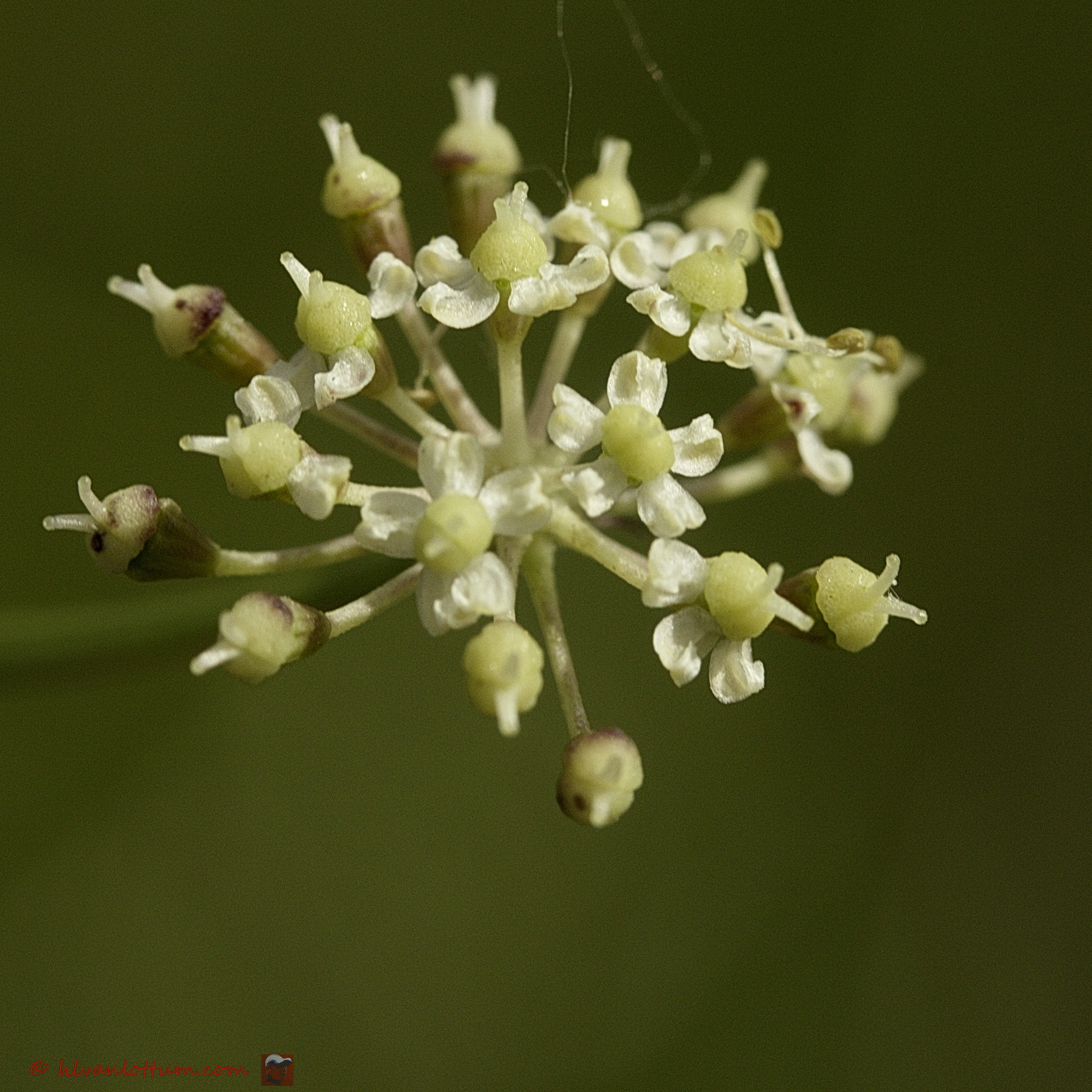Karwijvarkenskervel - dichoropetalum carvifolia