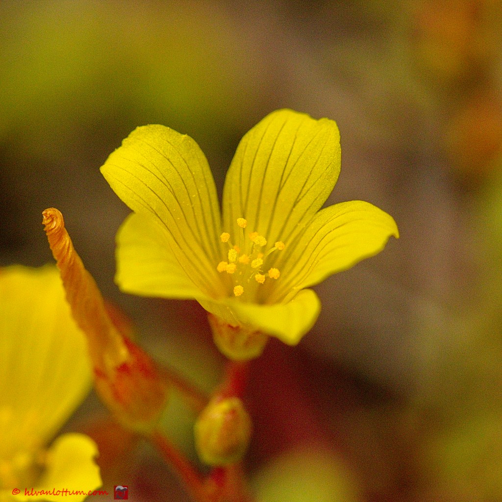 Moerashertshooi - hypericum elodes