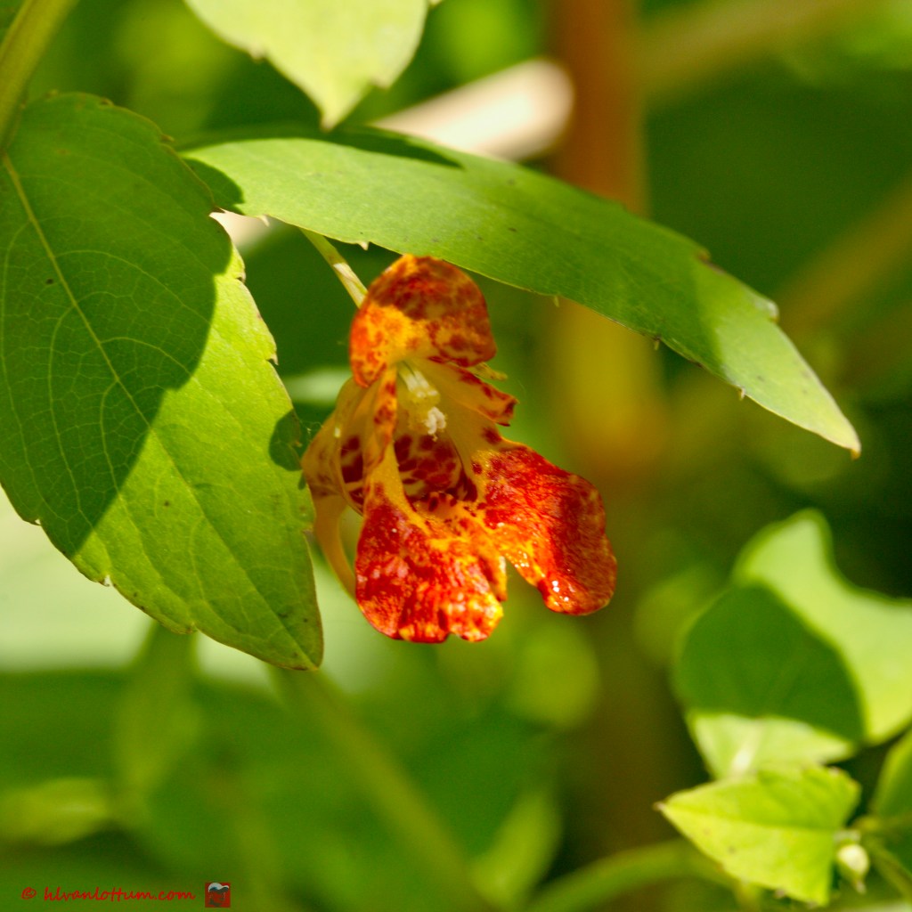 Oranje springzaad - impatiens capensis