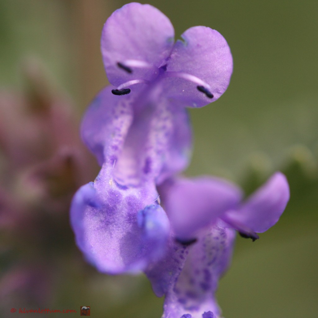 Kattenkruid - nepeta grandiflora