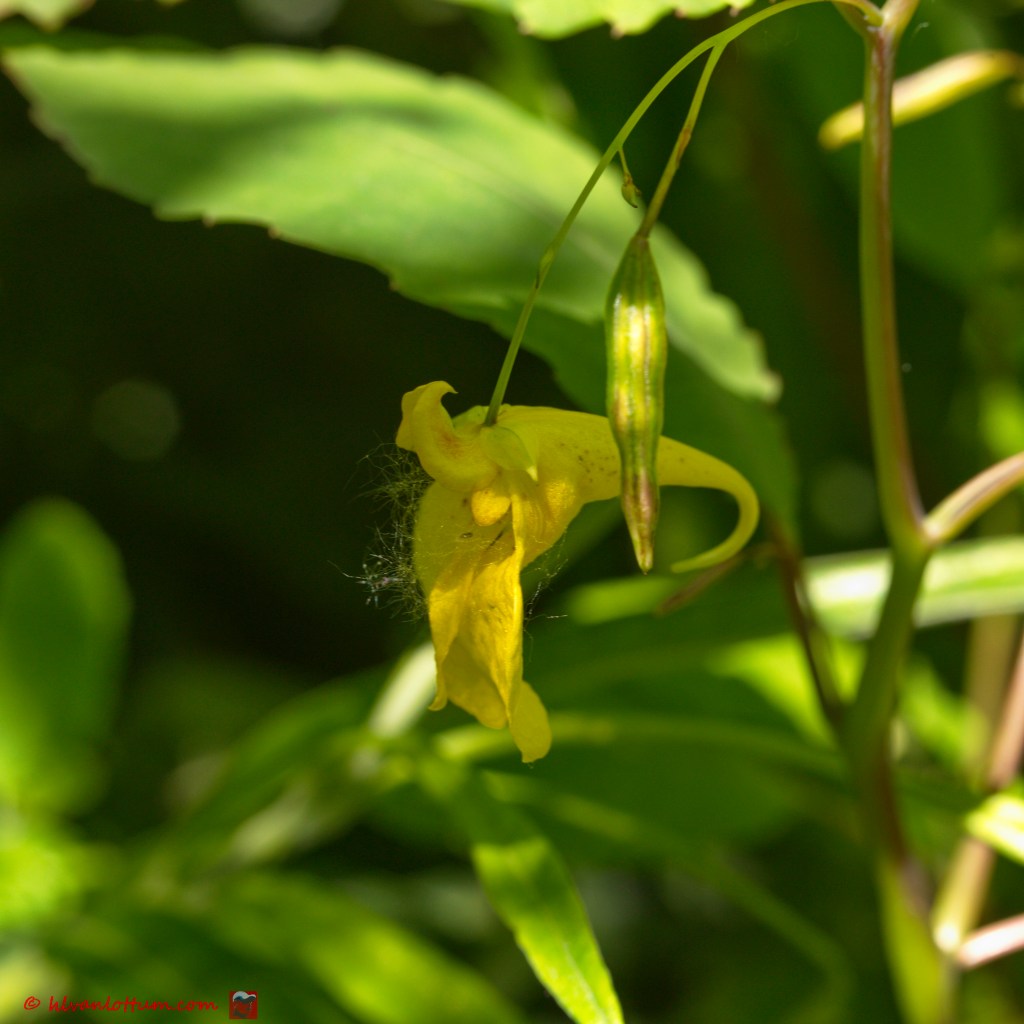 Groot springzaad - impatiens noli-tangere