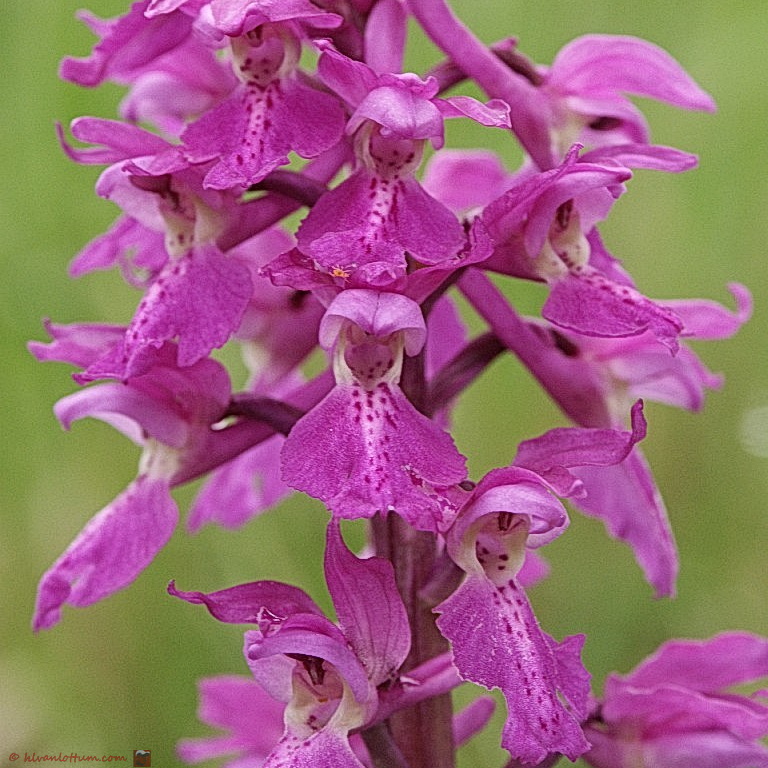 Mannetjes orchis - orchis mascula