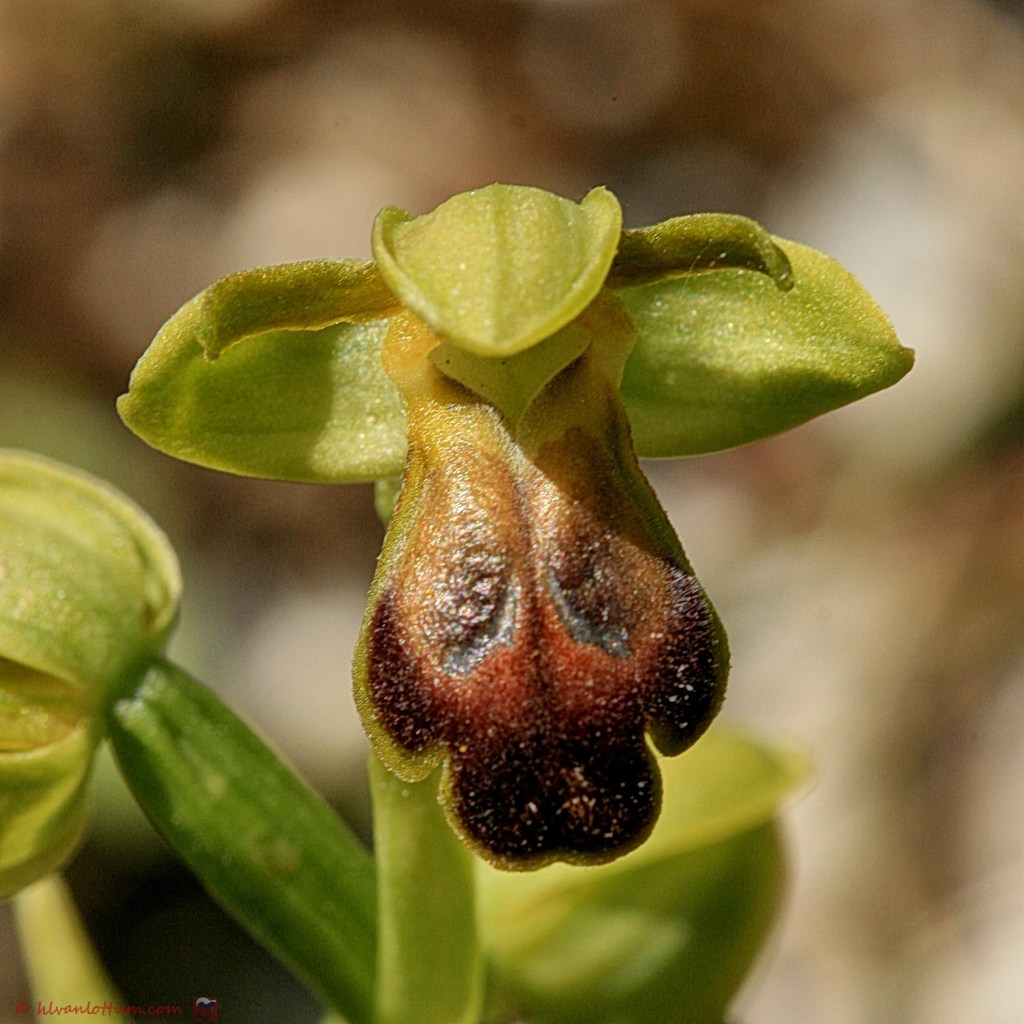 Bruine ophrys - ophrys fusca