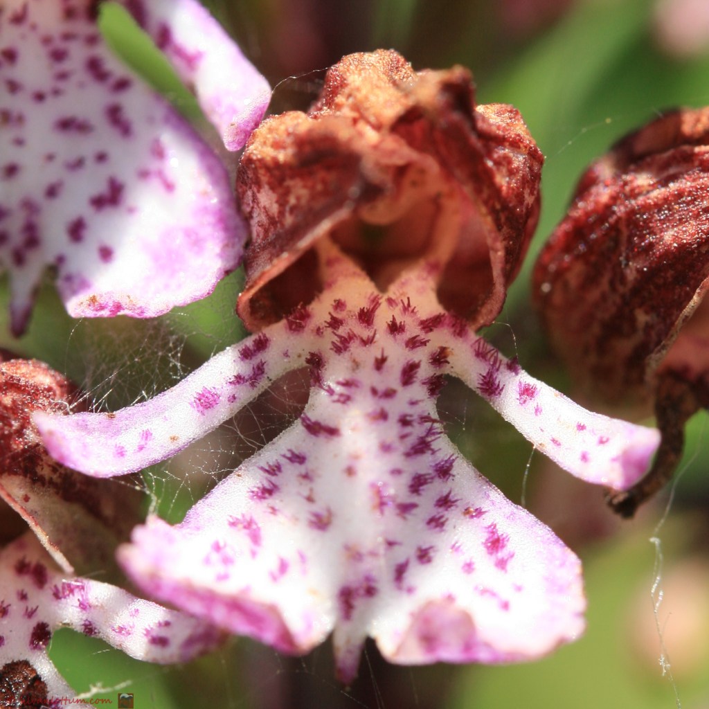 Sodaatje - orchis militaris