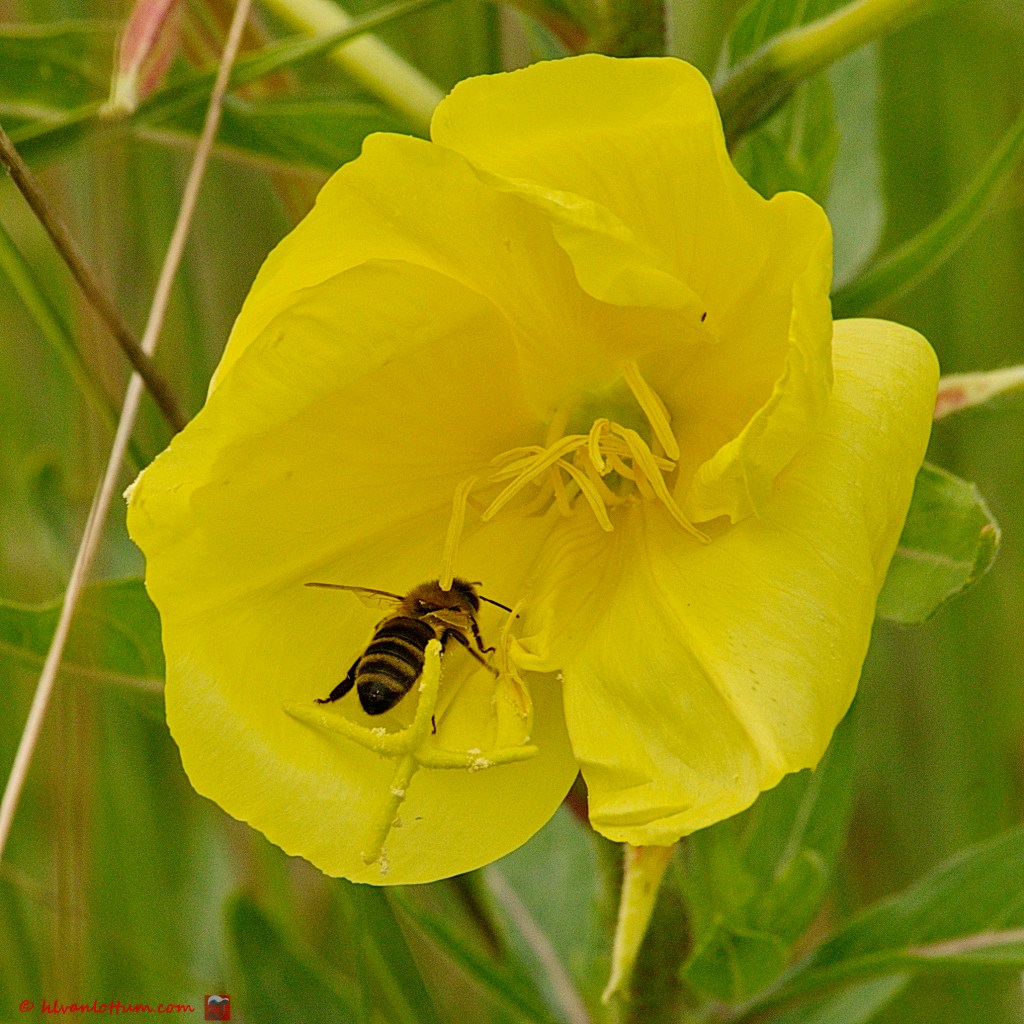 Grote teunisbloem - oenothera glazioviana