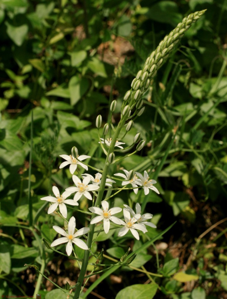 Piramide vogelmelk - ornithogalum pyrimidale