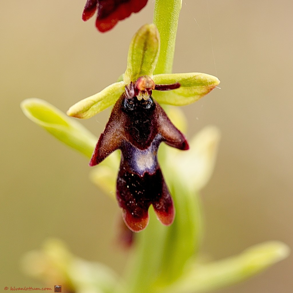 Vliegenorchis - ophrys insectifera