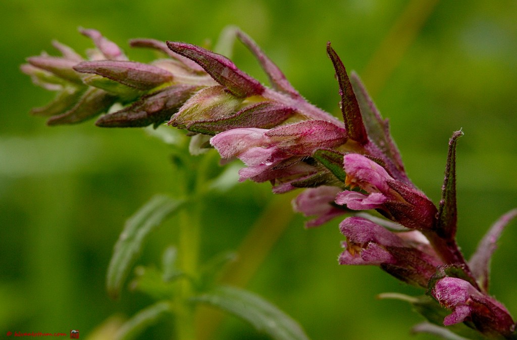 Rode ogentroost - odontites vernus