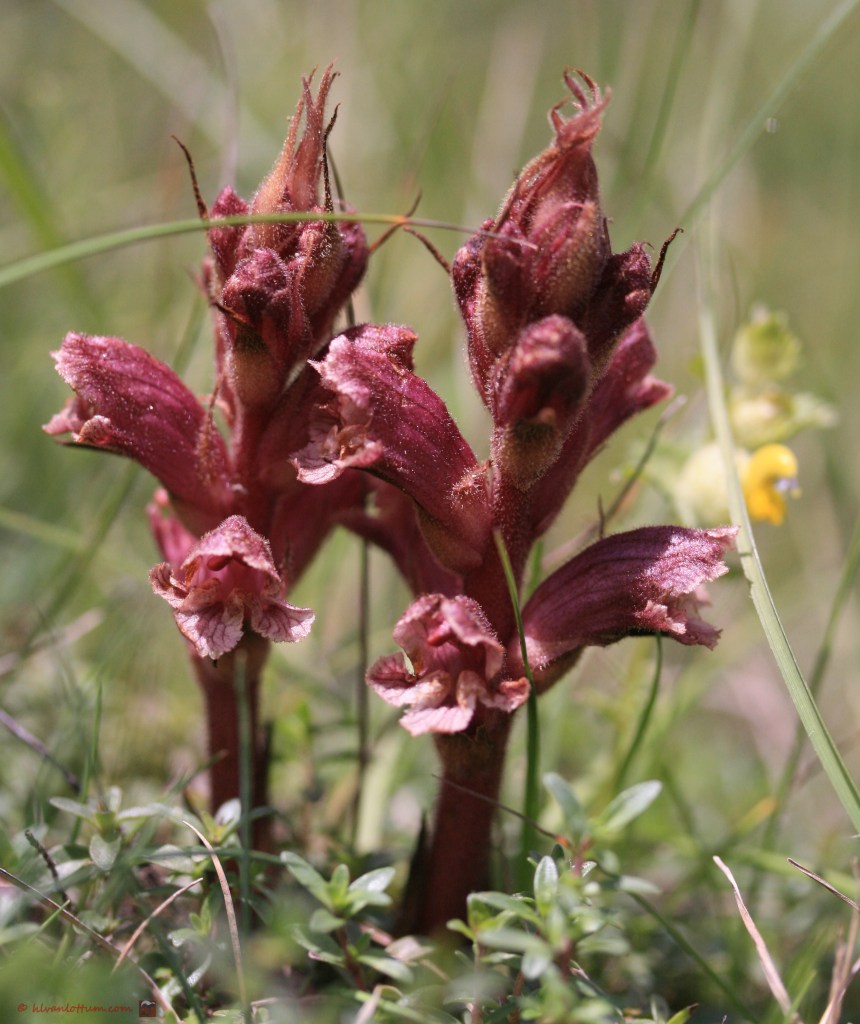 tijmbremraap - orobanche alba