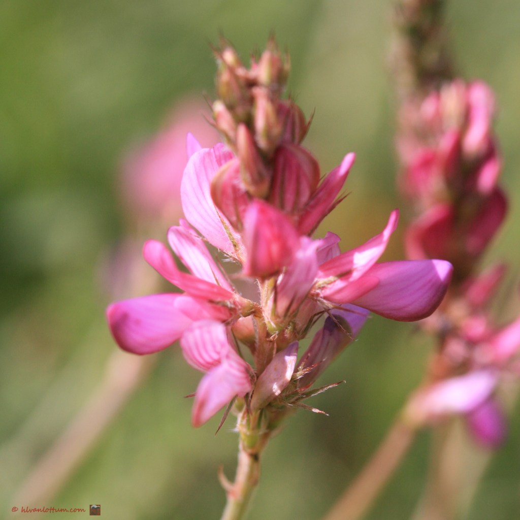 Esparcette - onobrychis viciifolia