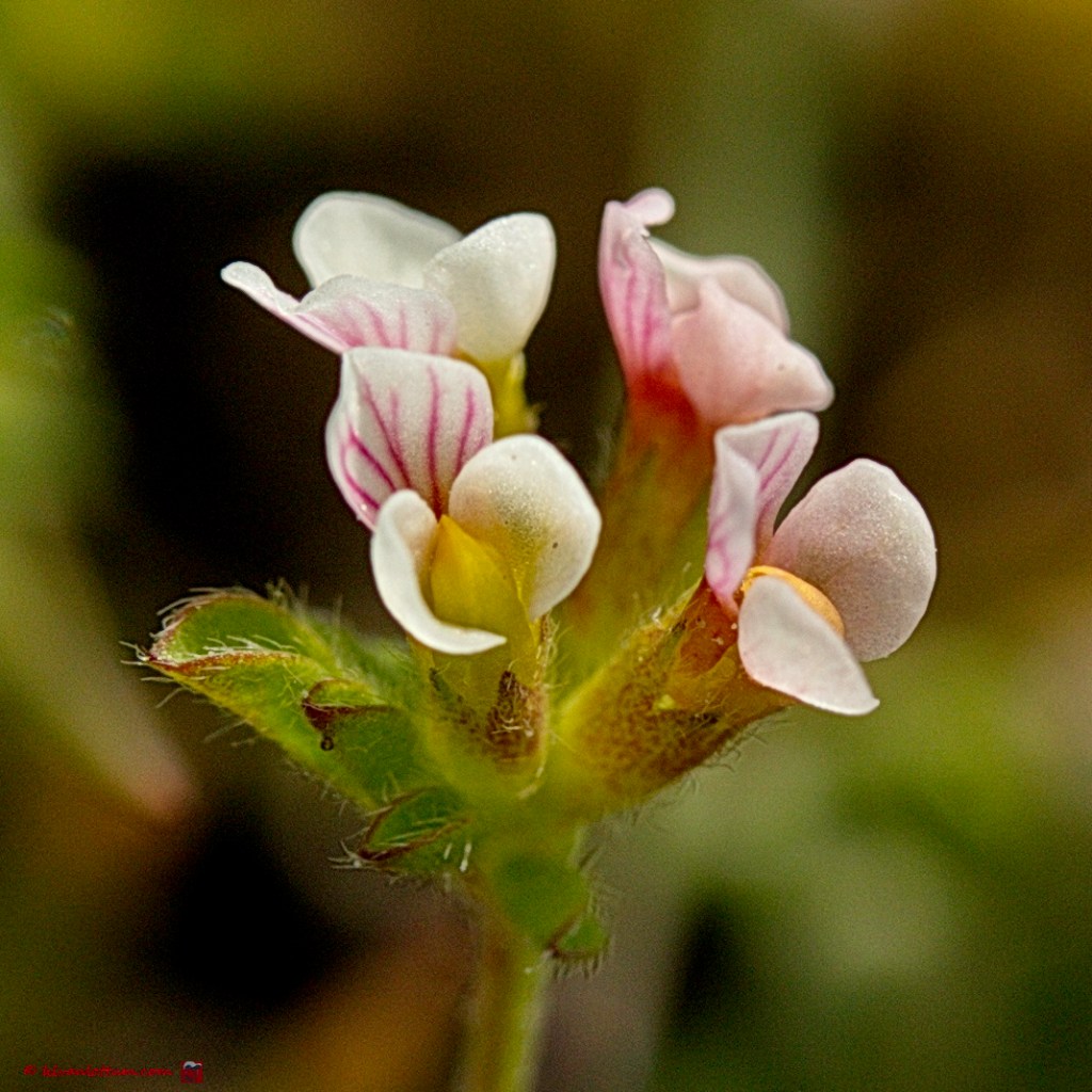 Klein vogelpootje - ornithopus perpusillus