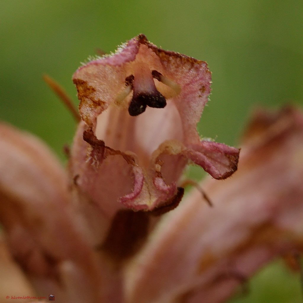 Walstrobremraap - orobanche carophyllaceae