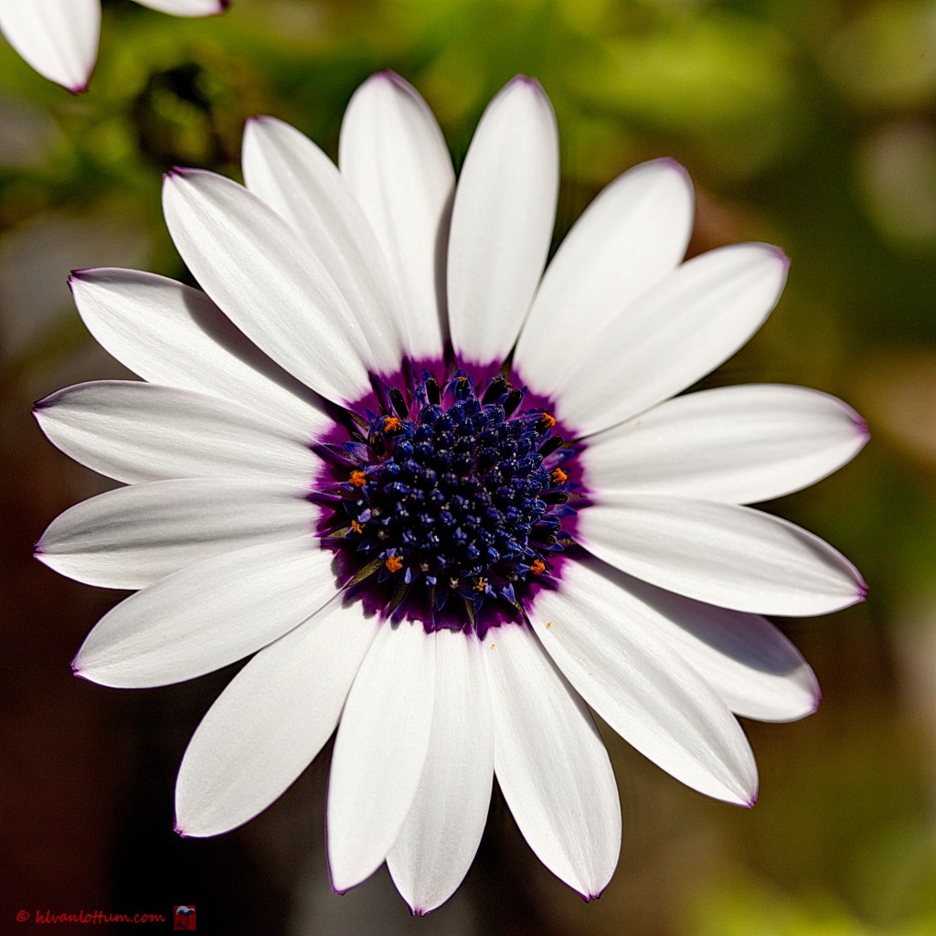 Spaande margriet - osteospermum ecklonis