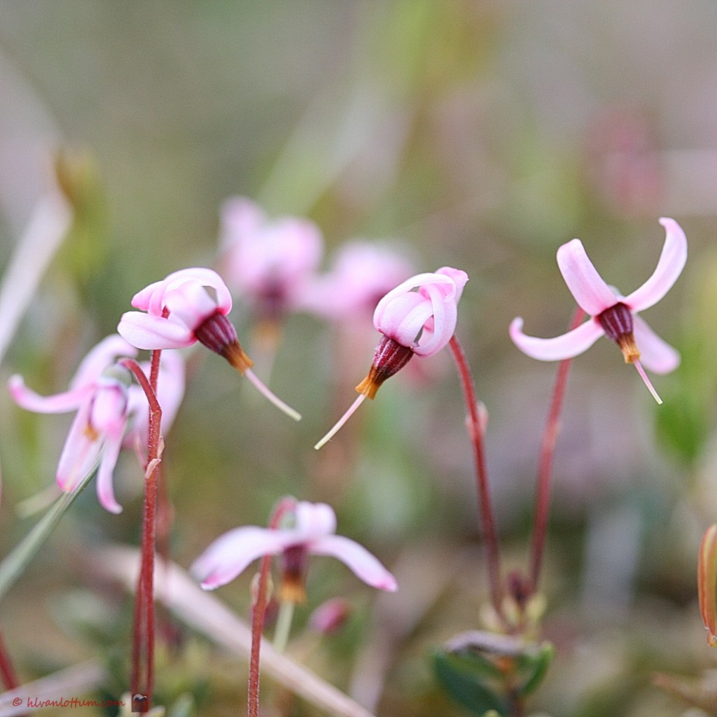 Kleine veenbes - oxycoccus palustris