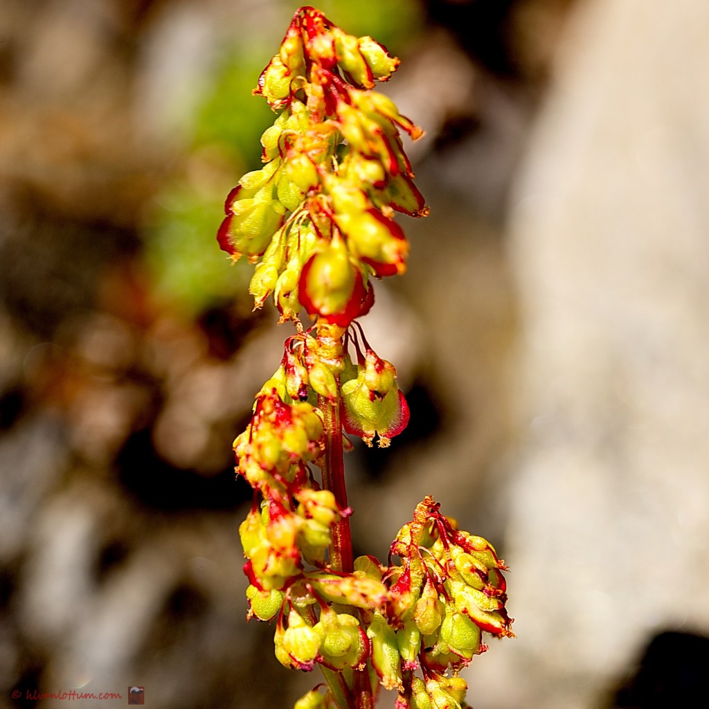 Oxyria digyna - een arctische zuring