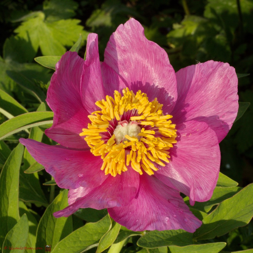 Pioen - paeonia lactiflora