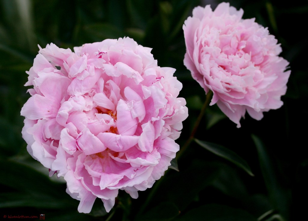 Pioenroos - paeonia lactiflora