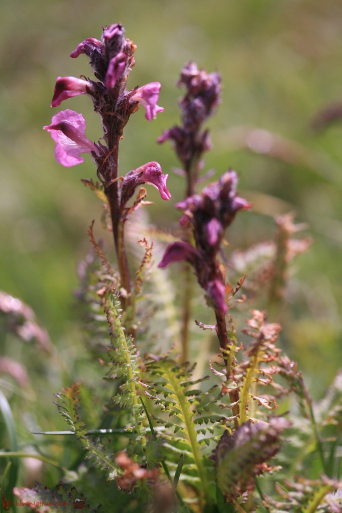 Moeraskartelblad - pedicularis palustris