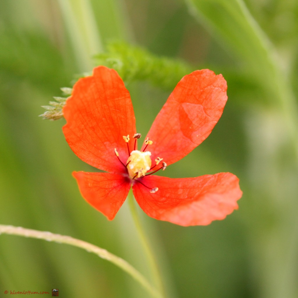 Ruige klaproos - papaver argemone