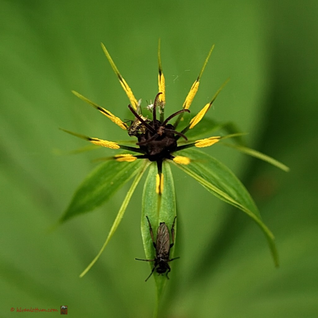 Eënbes - paris quadrifolia