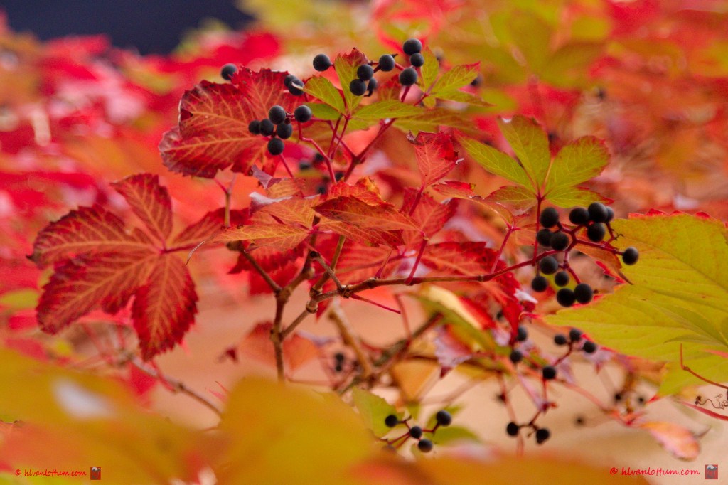 Wilde wingerd - parthenocissus