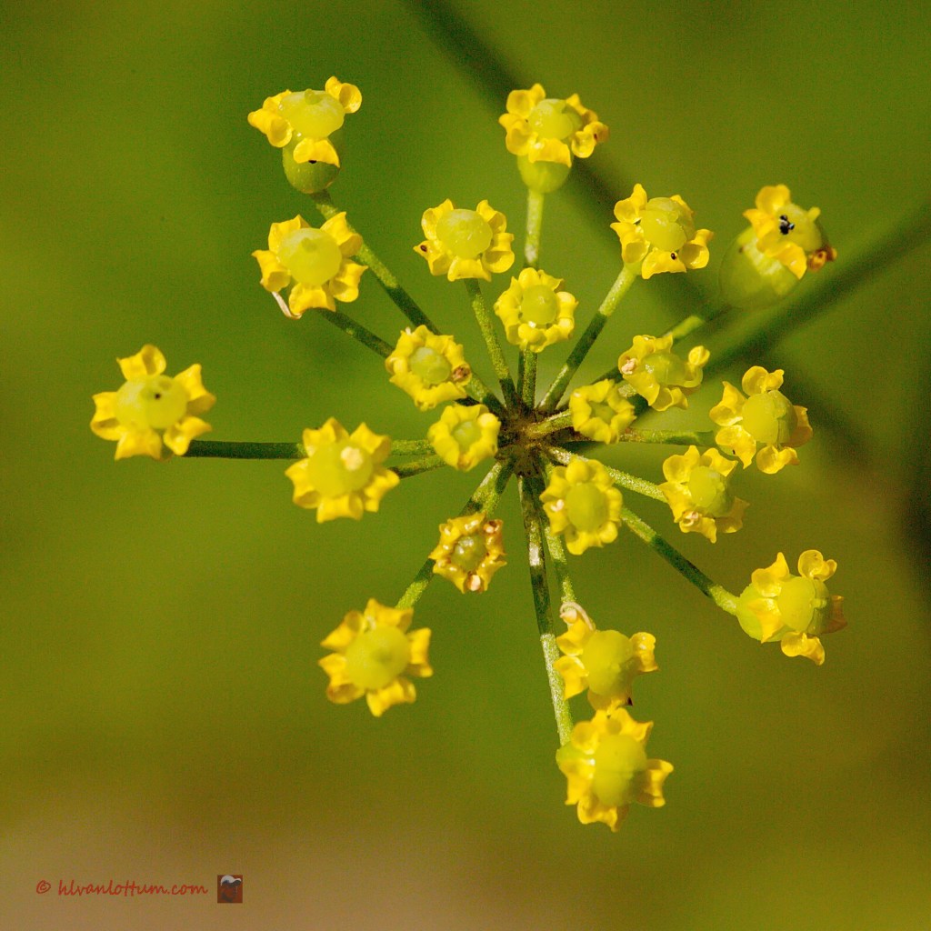 Wilde pastinaak - pastinaca sativa
