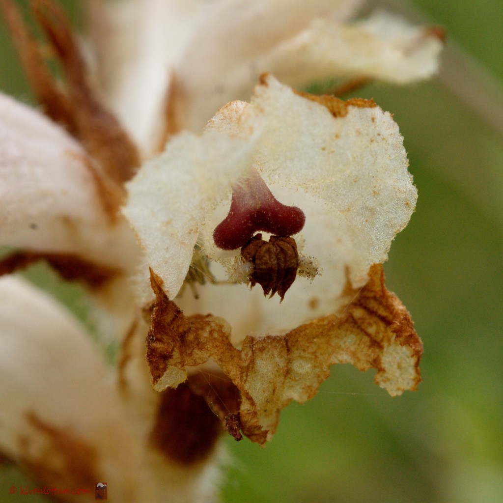 Bitterkruidbremraap - orobanche picridis