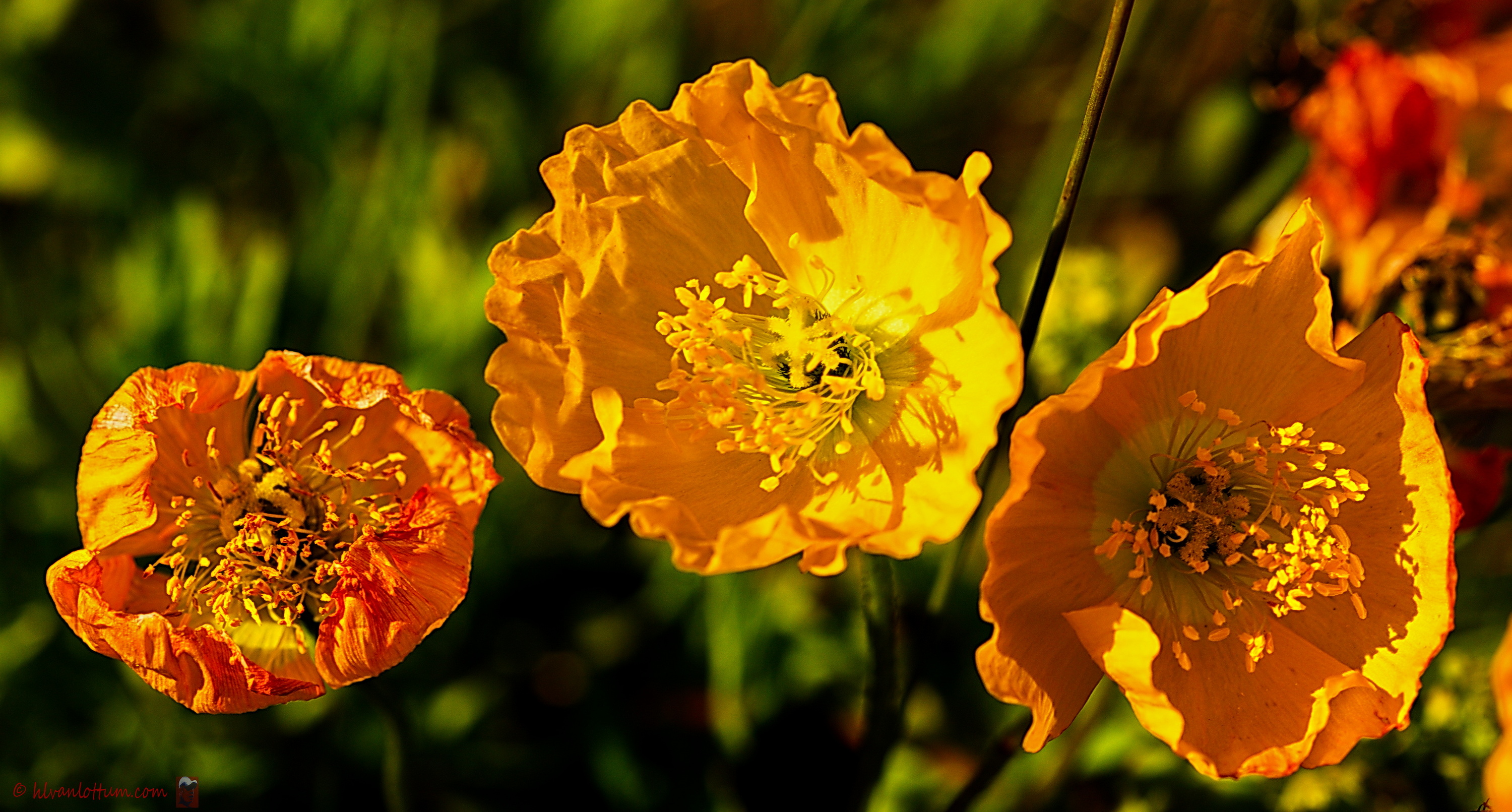 IJslandse papaver - papaver nudicaule