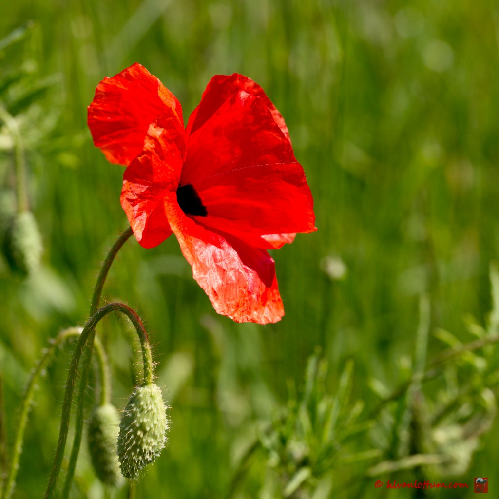 Grote klaproos - papaver rhoeas