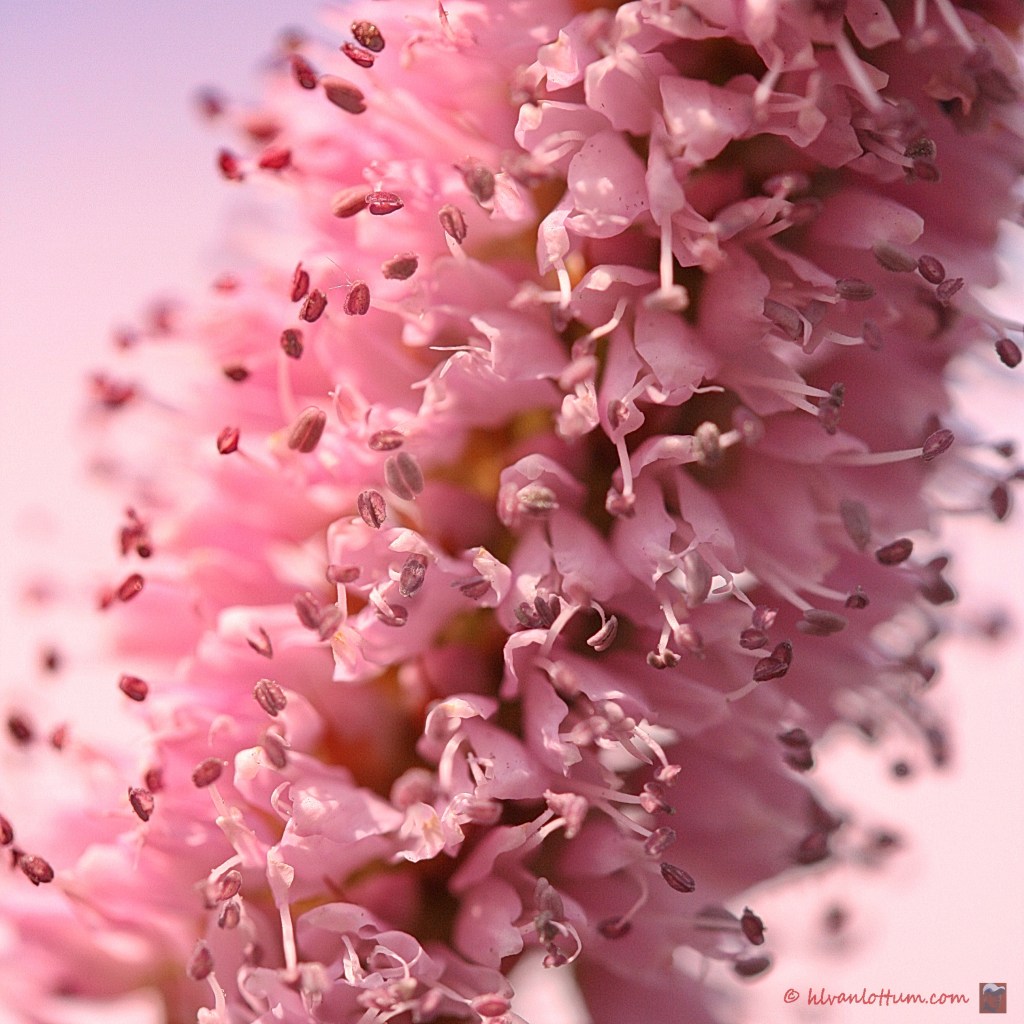 Adderwortel - persicaria bistorta