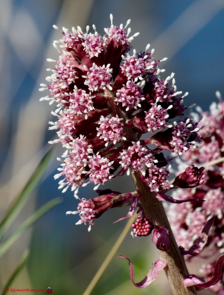 Groot hoefblad - petasites hybridus
