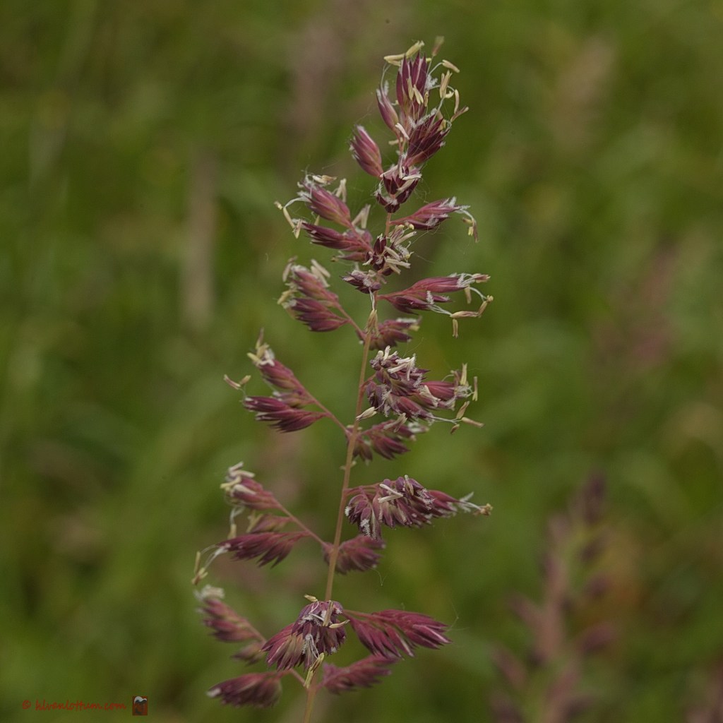 Rietgras - phalaris arundinacae