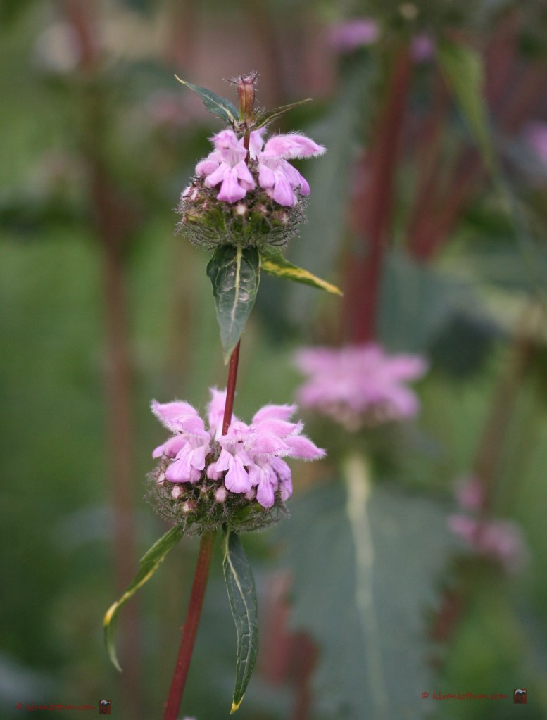 Roze brandkruid - phlomis tuberosa