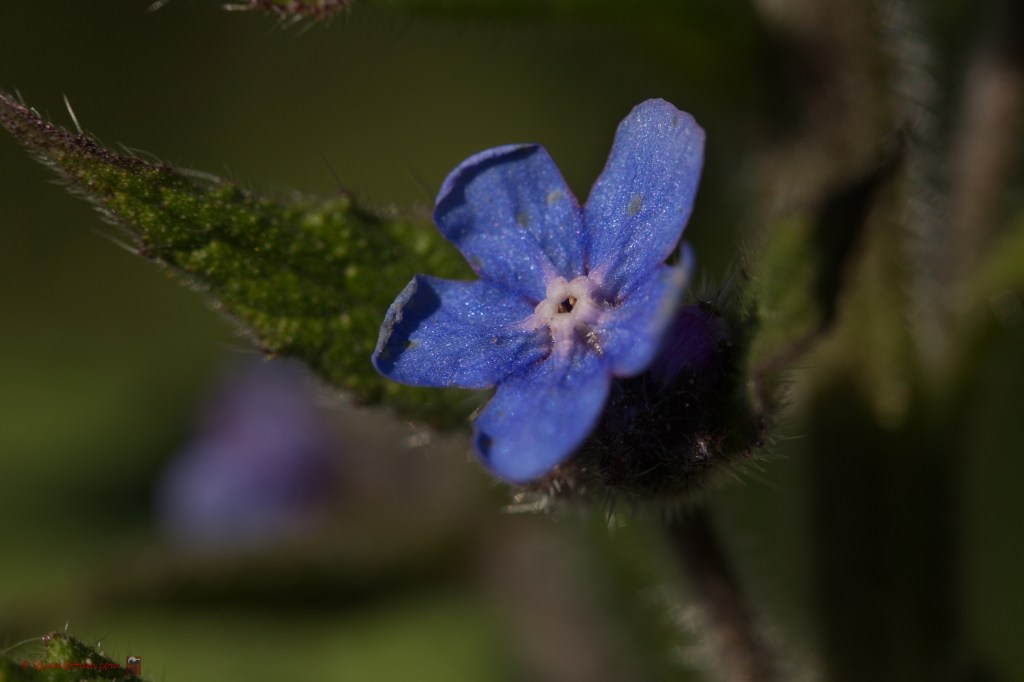 Overblijvende ossentong - pentaglottis sempervirens