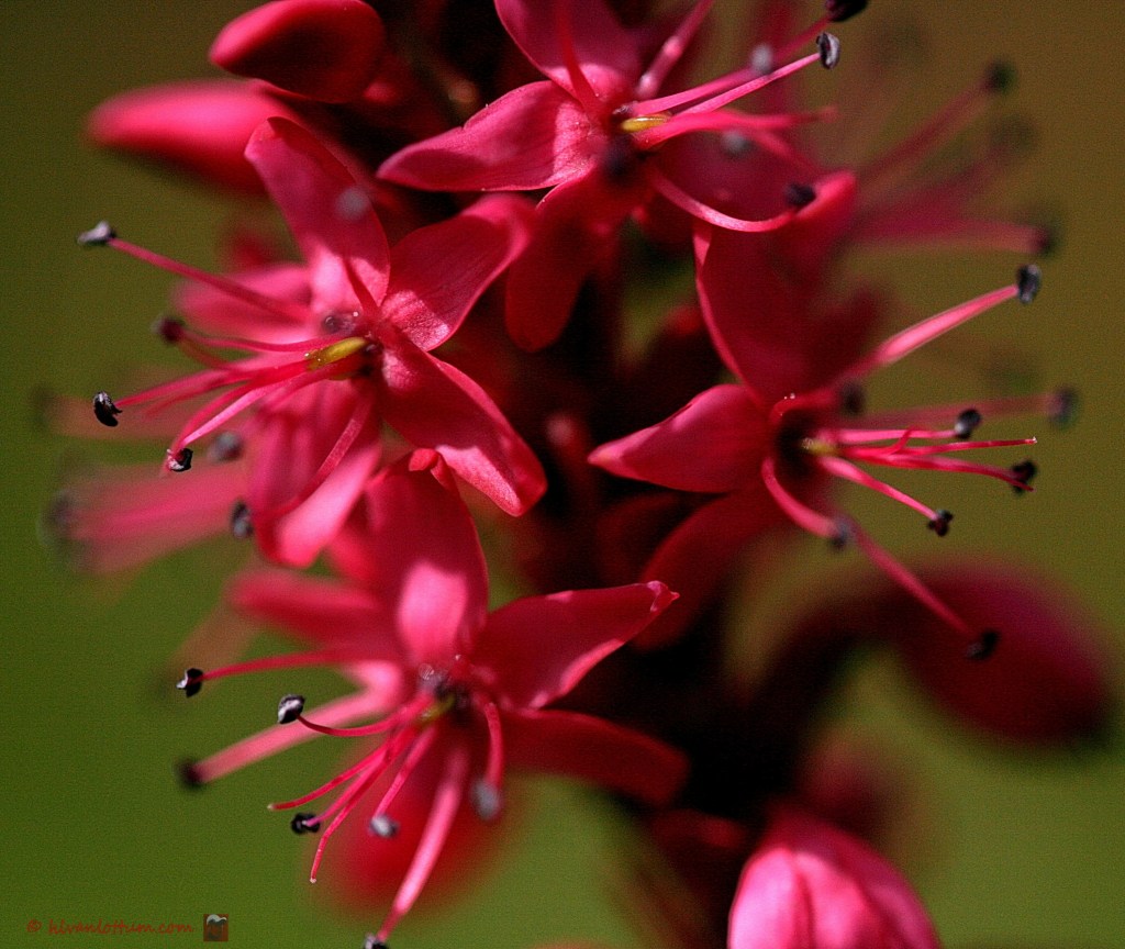Rode duizendknoop - persicaria amplexicaulis