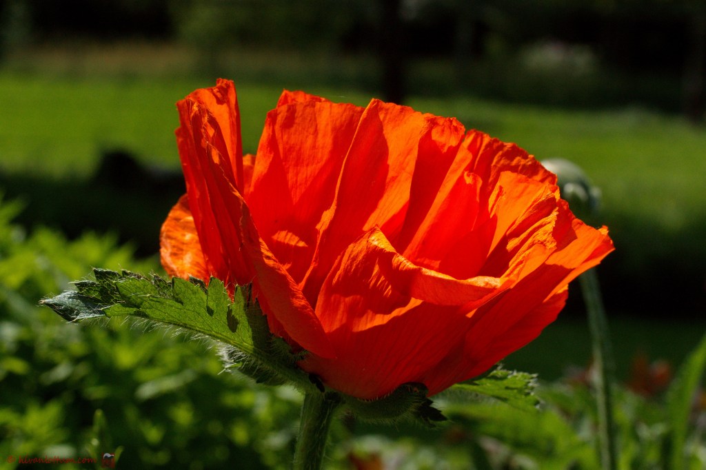 Oosterse papaver - papaver orientale