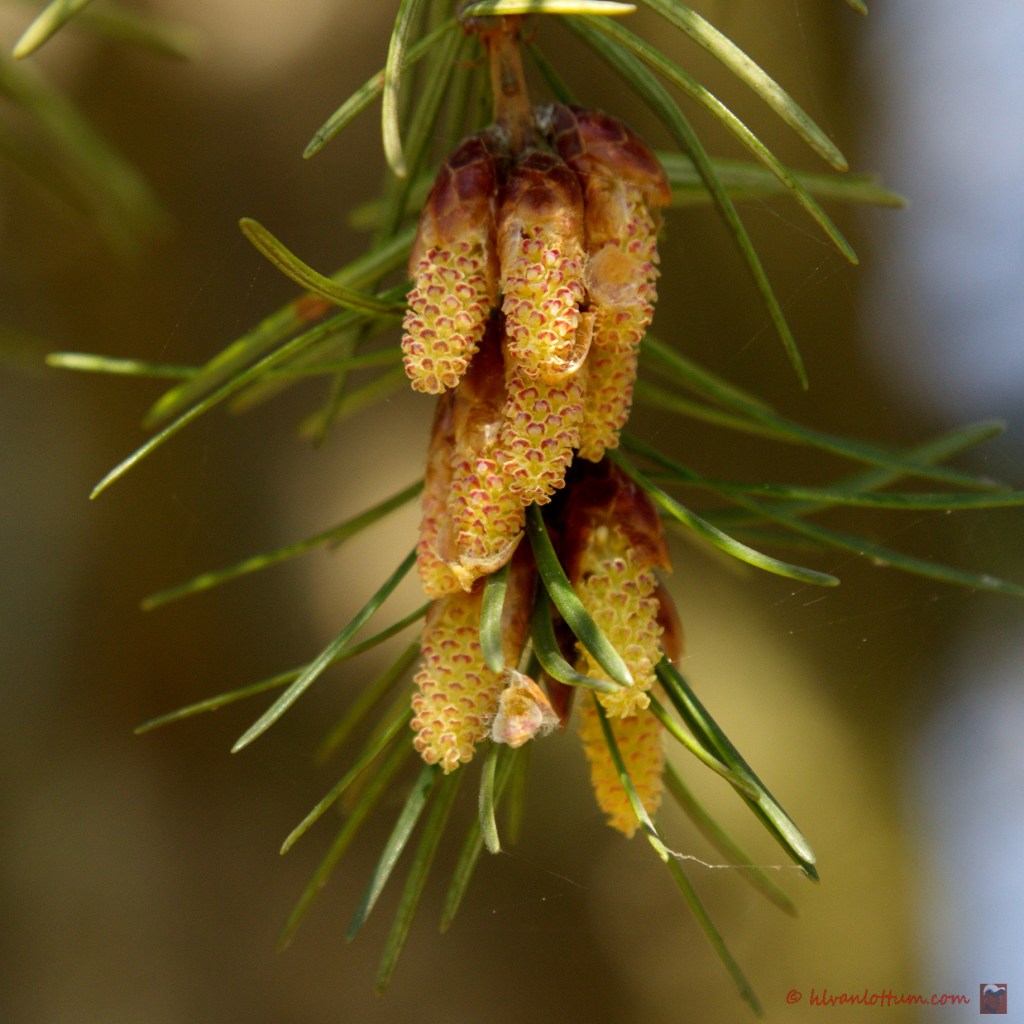 Douglasspar - pesudotsuga menziesii