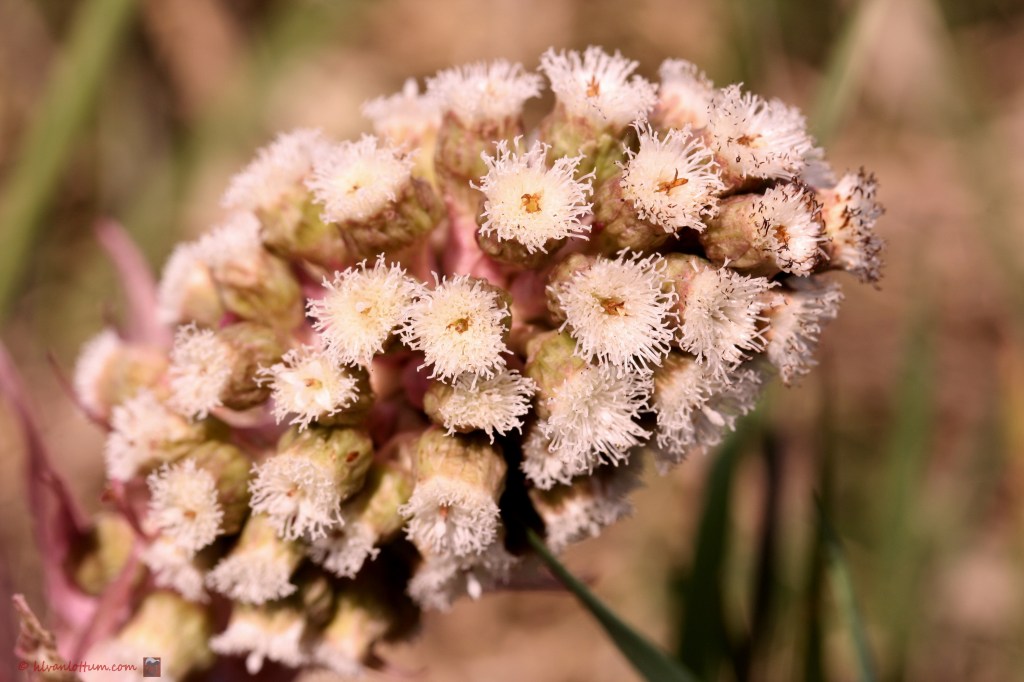 Groot Hoefblad - petasites_hybridus