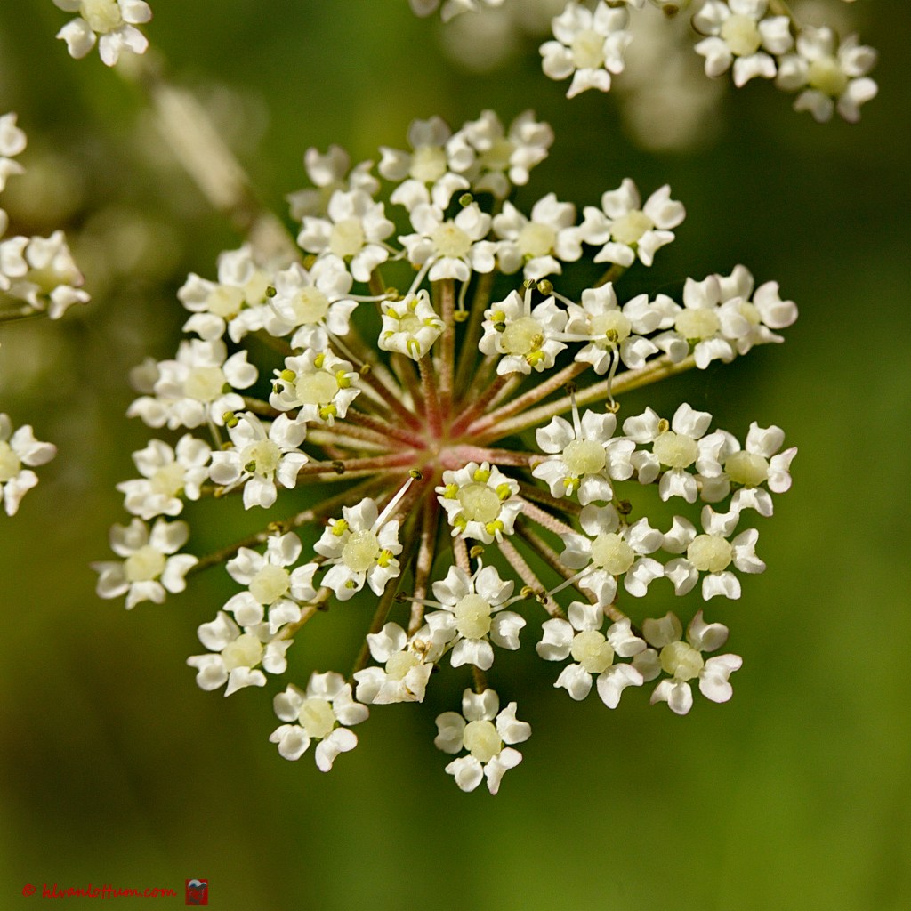 Melkeppe - peucedanum palustre