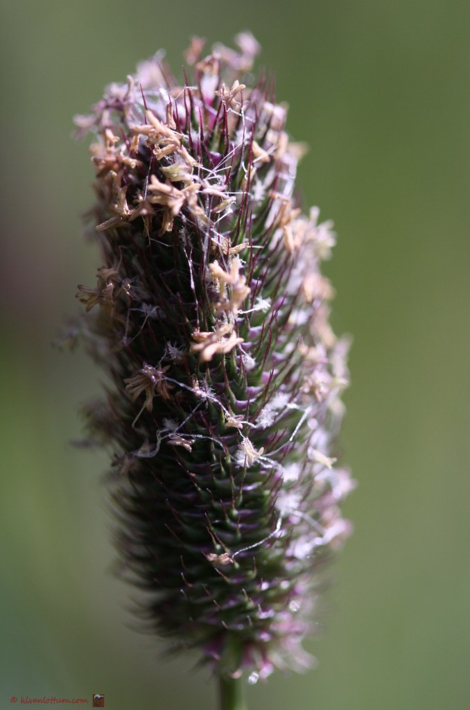Alpendoddegras - phleum alpinum