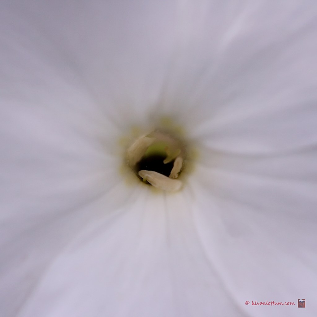 Vlambloem - phlox paniculata