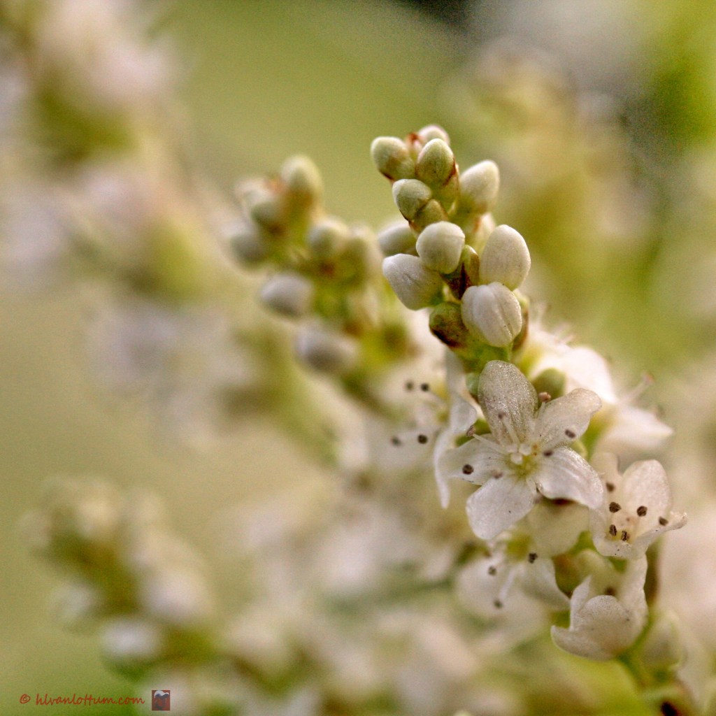 Duizendknoop - persicaria polymorpha