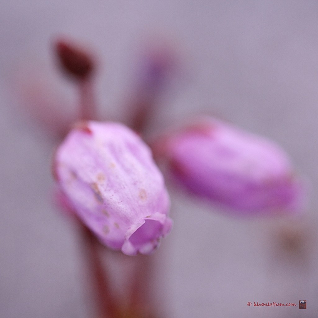 Paarse bergheide - phyllodoce caerulea