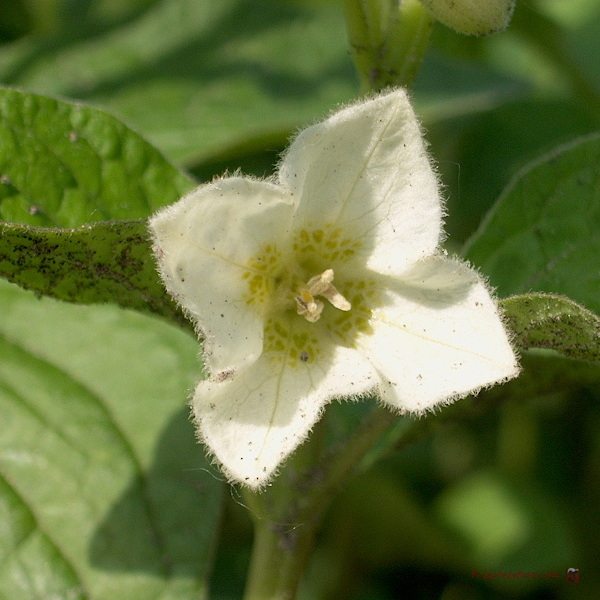 Lampionplant - physalis alkekengi