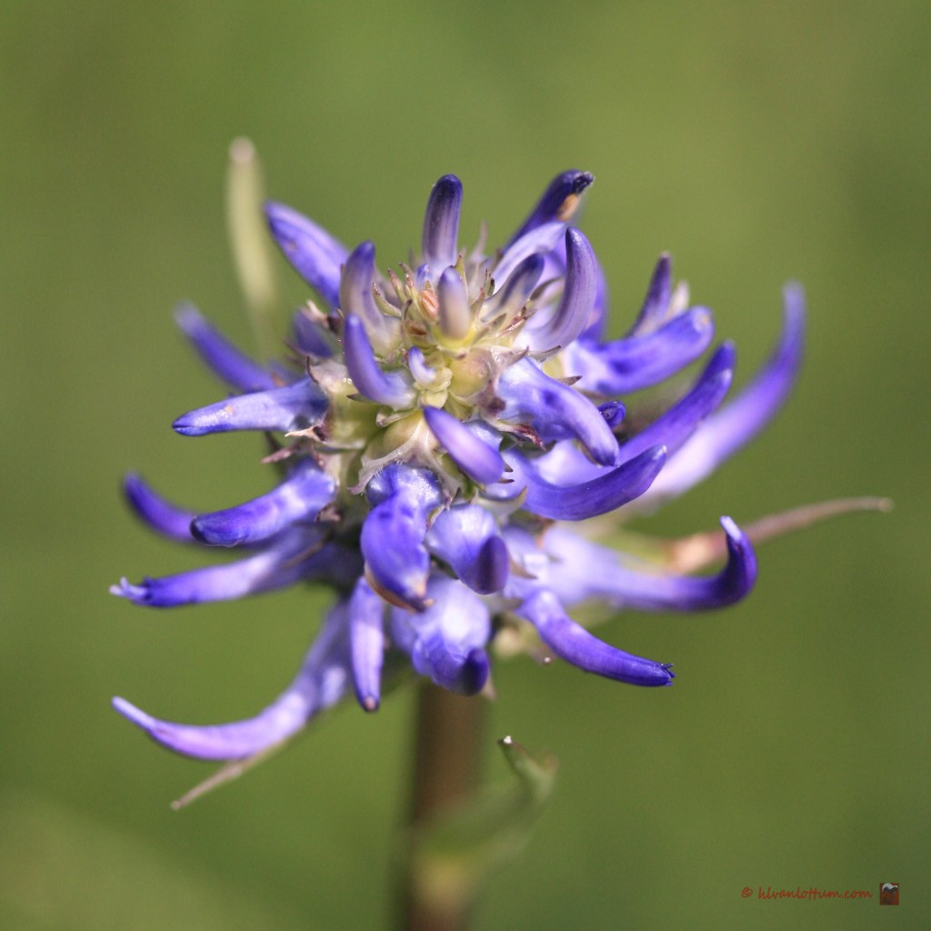 Bolrapunzel - phyteuma orbiculare