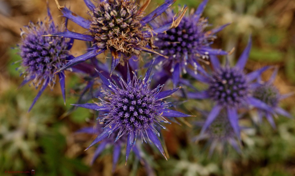 Blauwe distel - eryngium bourgatii