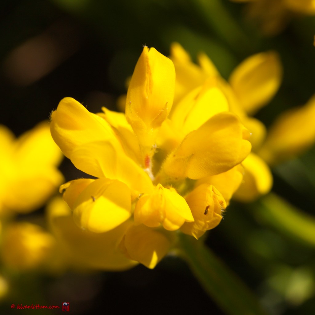 Pijlbrem - genista sagittalis